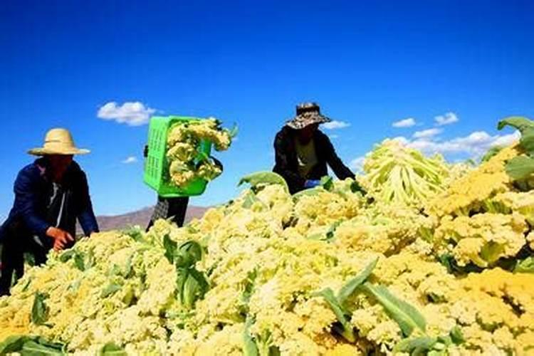 菜花几天出苗