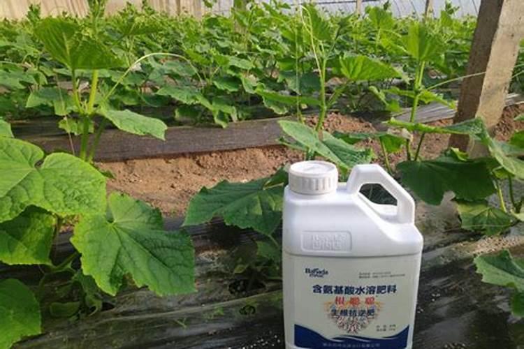 生根剂水溶肥叶面喷施效果会好吗