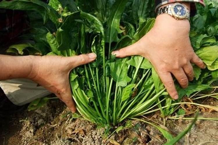种植菠菜怎么施肥该施什么肥料