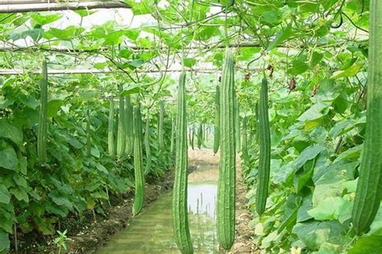 大棚丝瓜能追施高钾复合肥吗？