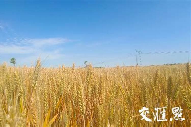 小麦叶面肥什么牌子最好