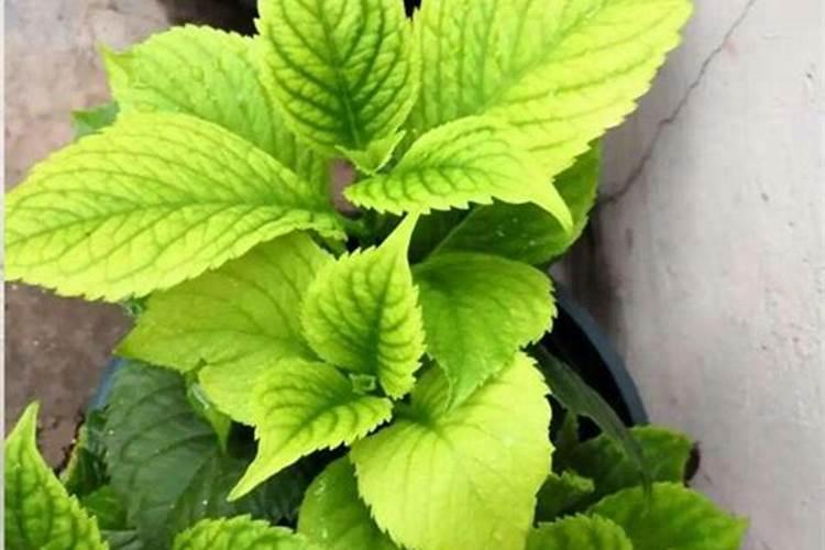 绣球开花后怎么施肥