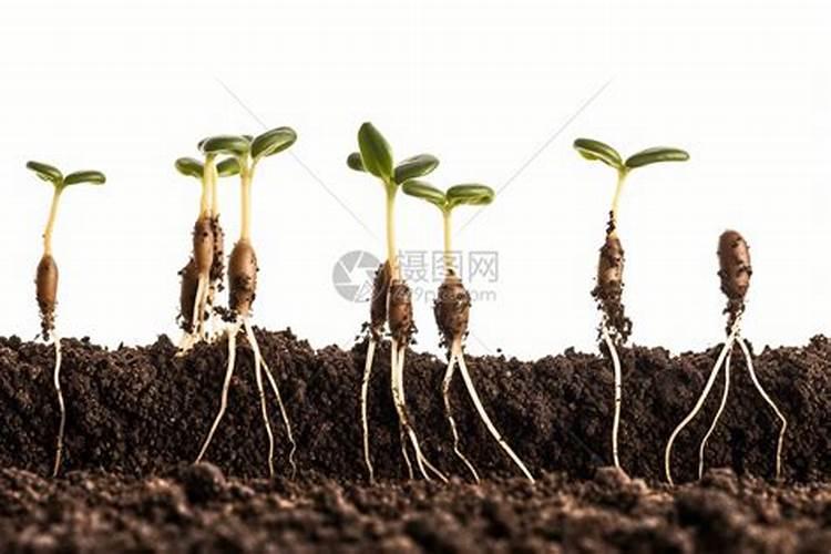 如何让桂花种子发芽