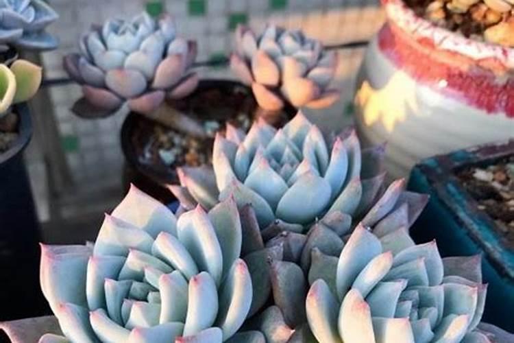 多肉植物需要什么肥料 施肥的方法是什么