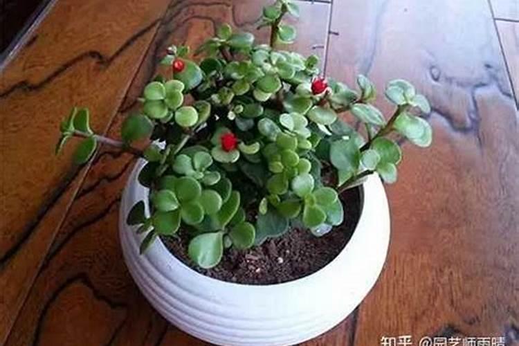 马齿苋树马齿苋树怎么养才开花