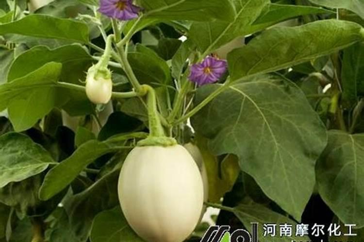 茄子怎么施用氨基酸肥