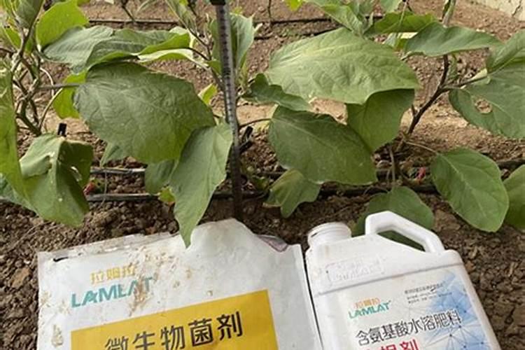茄子用什么肥料促进作物根系的生长？茄子肥料怎么用能预防凹凸果？百度知...