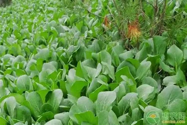 油菜叶子发白是什么原因