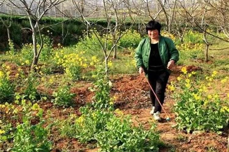 打完叶面肥多久可以打除草剂