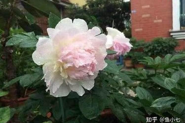 芍药施肥时间和方法,芍药喜欢什么肥料