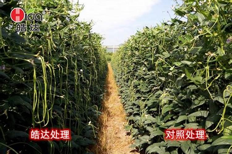 豆角几天发芽 高温天豆角落花怎么办