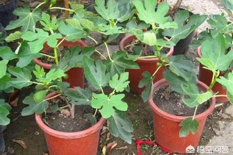 无花果用什么肥料 该如何管理