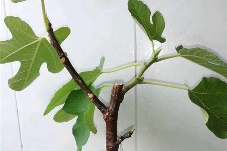 无花果怎么施肥 无花果如何施肥