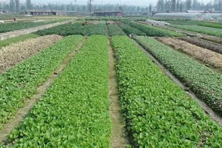 硒对植物生长有什么效果,硒和农药混喷问题大不大