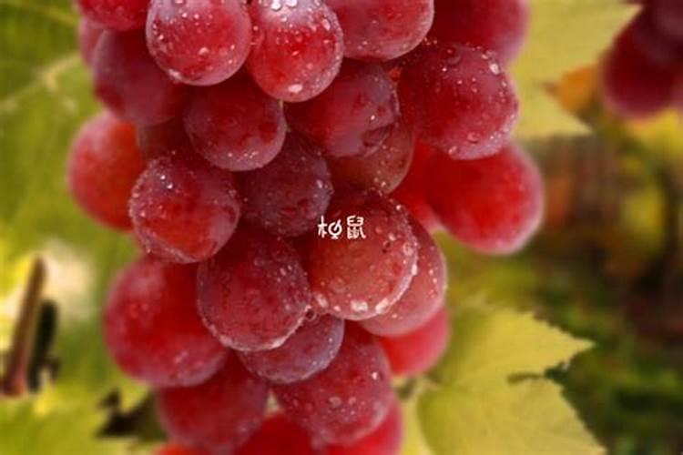 葡萄土地ph值3用什么肥料