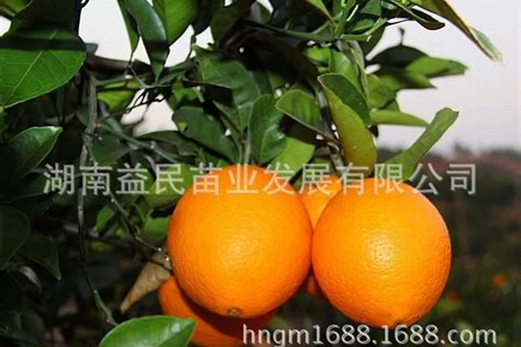 红果冬青树的种植方法