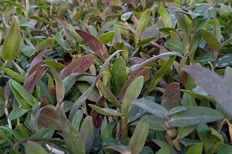 石斛兰开花的时候可以施肥吗？