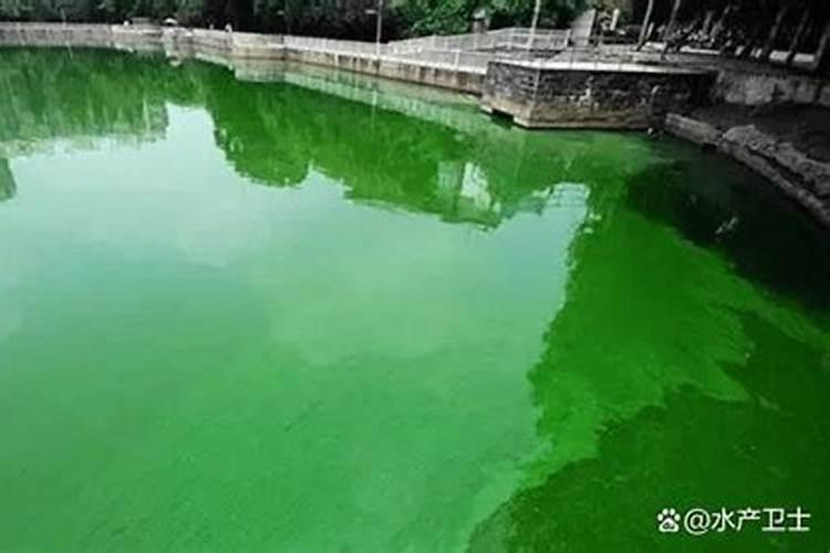 鱼蛋白放多了会烧根吗