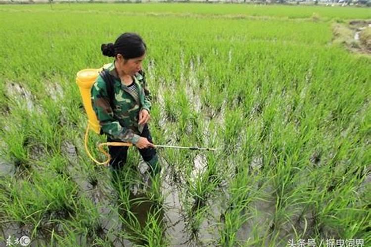 番茄挂果后怎么施肥 番茄施肥用什么肥料好