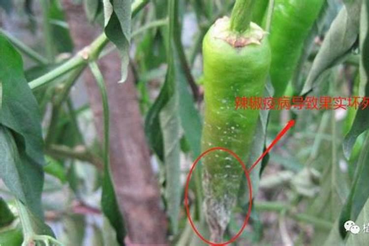 茄子软腐病用什么药