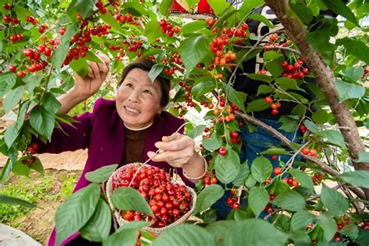 荔枝摘完果后施什么肥