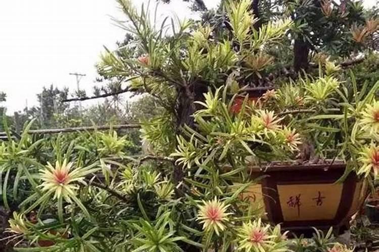 罗汉松什么时候施肥
