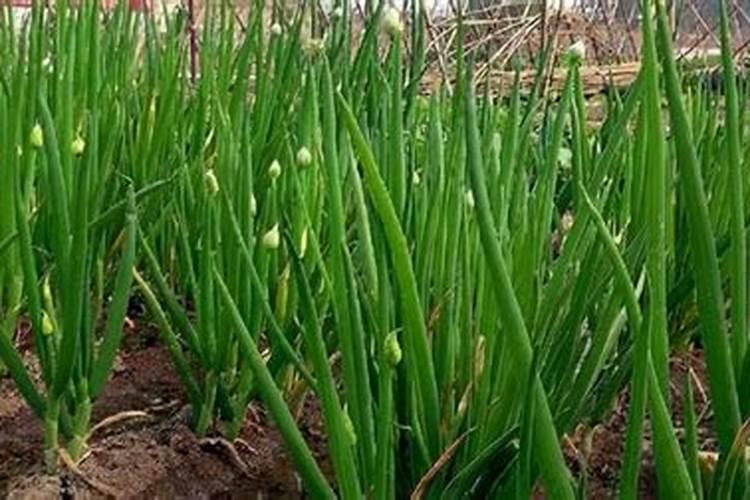 大葱种植高产施肥技巧 大葱种植高产施肥应该怎么做