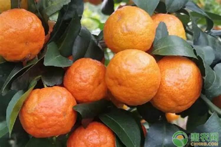 沙糖桔的种植技术与管理