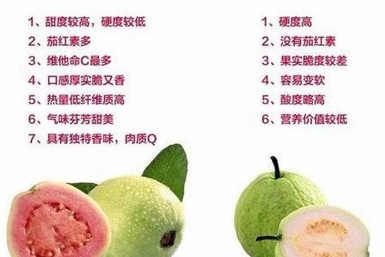 琴叶榕怎么施肥