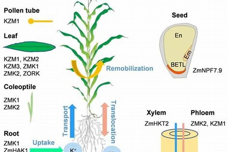 一亩玉米地用多少水溶肥合适
