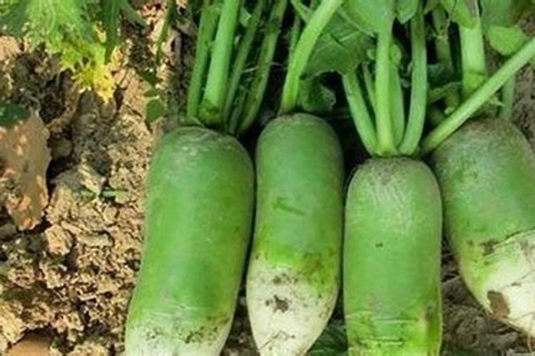 白菜和白萝卜这个季节敢浇吗