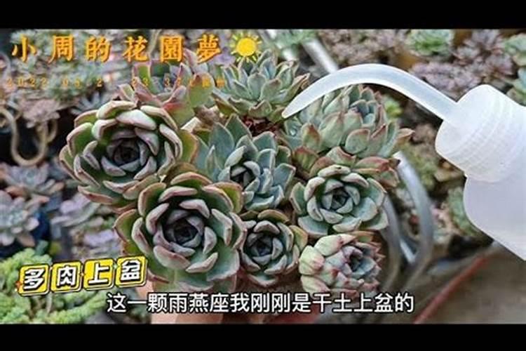 多肉可以施复合肥吗
