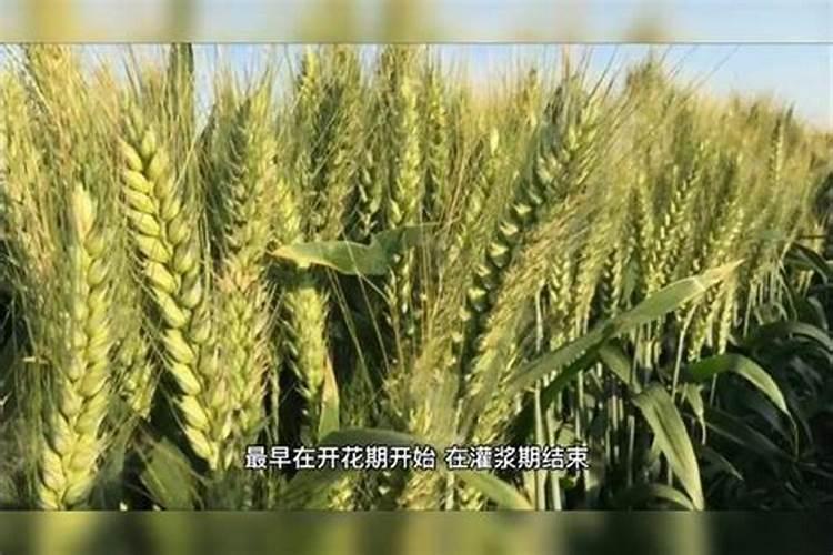 矿源黄腐酸钾哪个厂家好