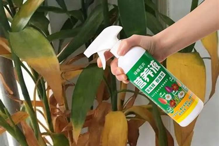 富贵竹怎么施肥 富贵竹如何施肥