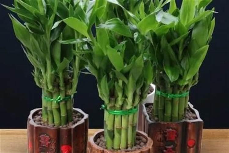 水培富贵竹可以施肥吗