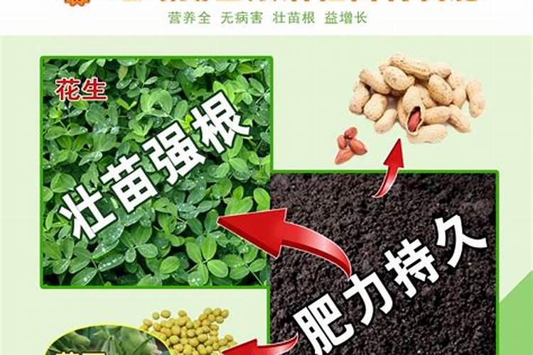 橡皮树用什么肥料好