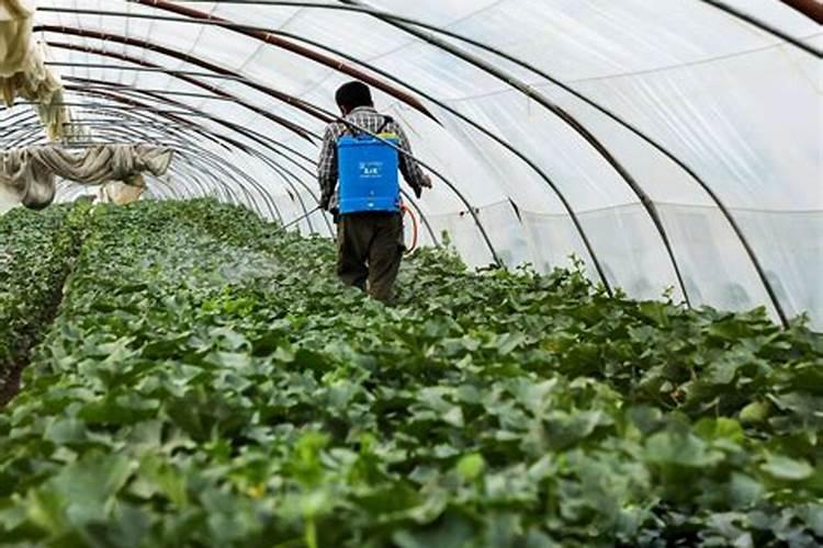 氮肥适合哪些蔬菜.