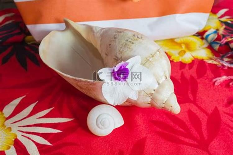 在泰国捡了一些贝壳还有海螺,只是壳,没有珊瑚,请问能带回国吗？