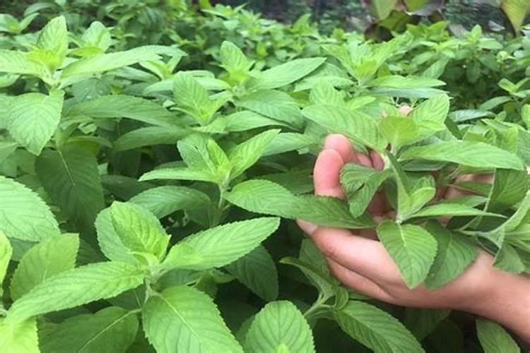 茶水可以浇花吗