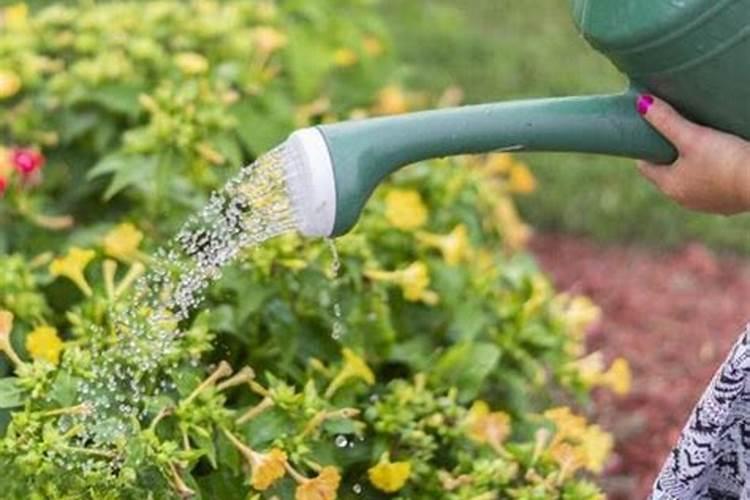 茶叶放在室内可以浇花吗