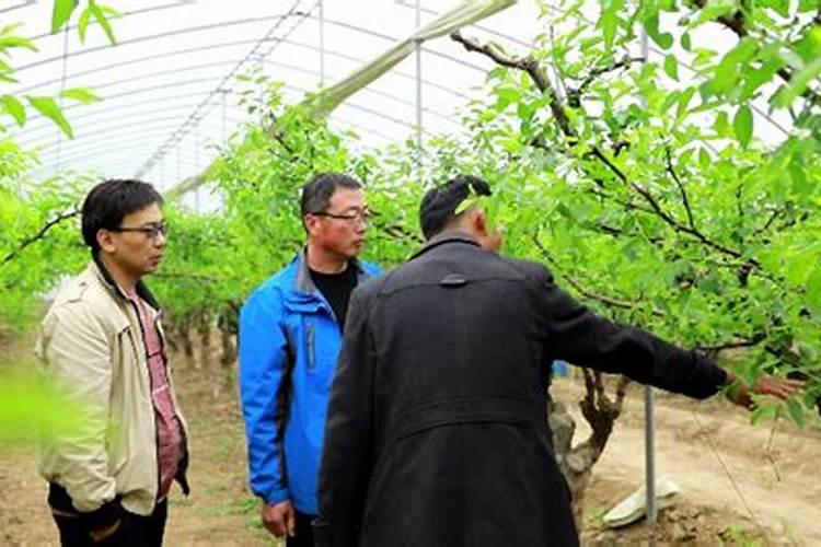 冬枣蕾期用什么叶面肥