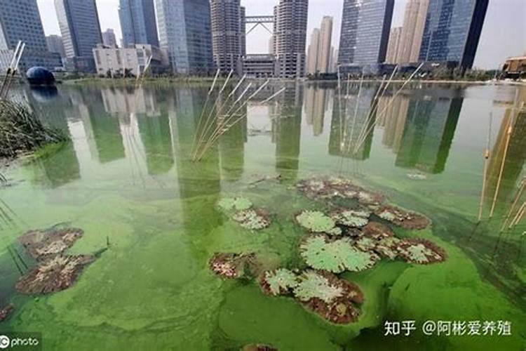 为何说“氮”长叶子“磷”长果,“钾肥”不足长柴火？