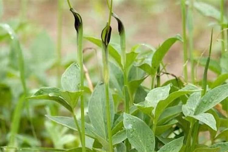 夏天大棚的辣椒怎么种 夏天大棚的辣椒如何种