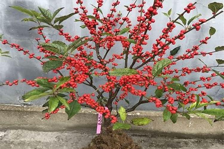 北美植物冬青(北美冬青的种植)