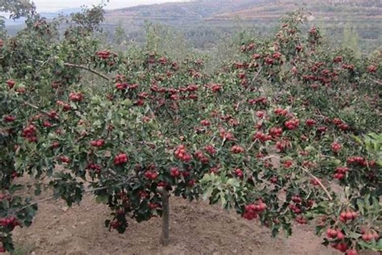 三个20的平衡水溶肥什么时候使用