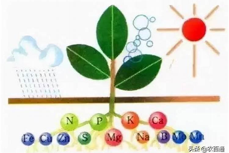 试比较大量元素和微量元素在植物体内的作用和攻能有何