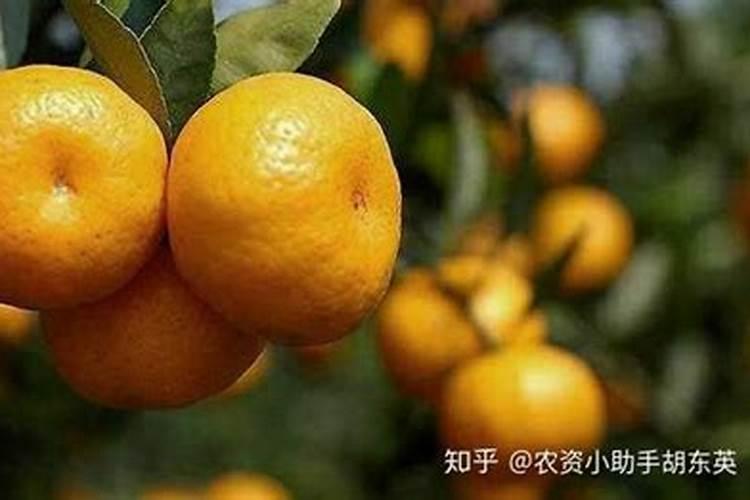 柑橘开春用什么肥料