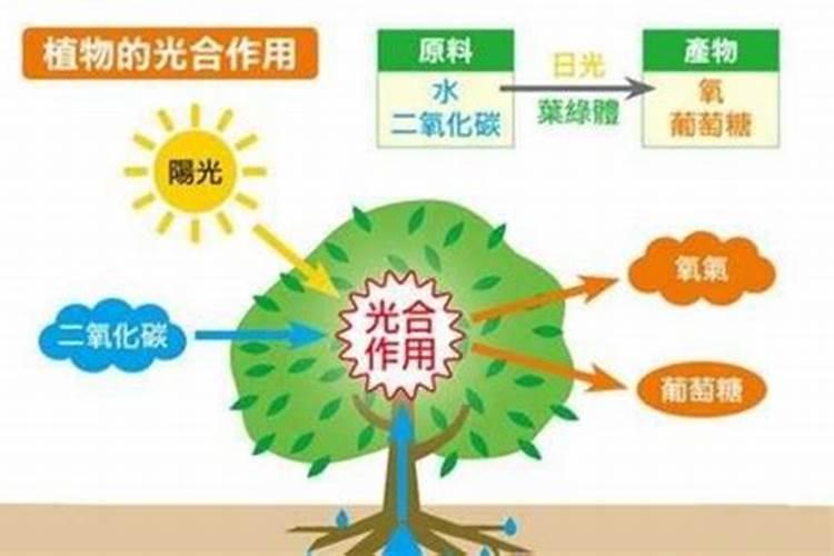 猕猴桃为什么钾含量高？