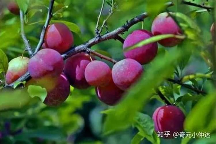 李子果实用了氨基酸能使果子变硬吗？