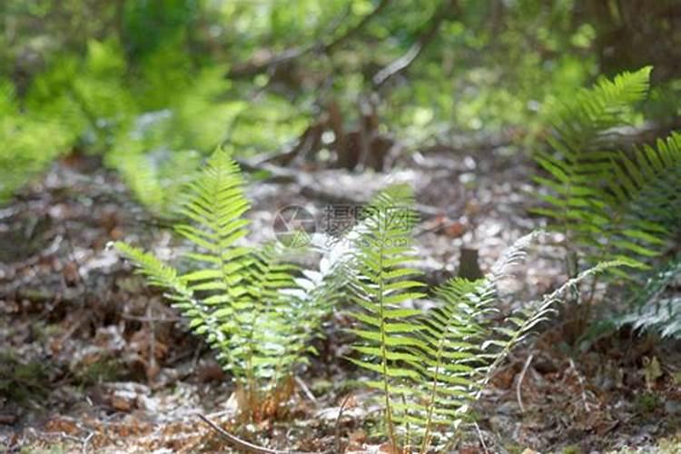金毛狗蕨类植物用什么肥料